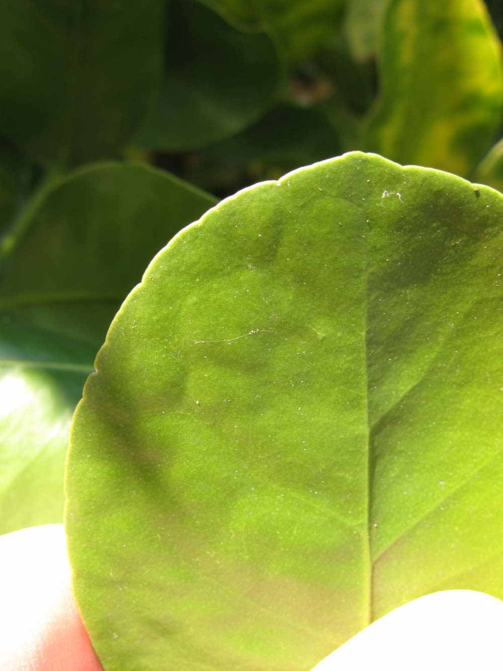              Margin (Winter Haven, FL)       